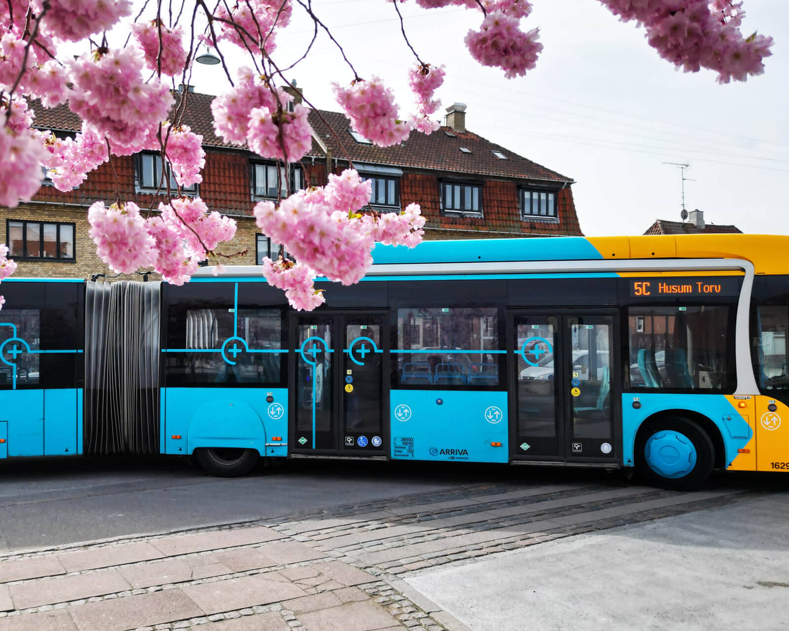 kirsebækrtræer blomstrer på Husum Torv